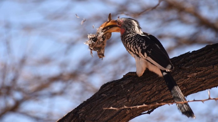 Figure 5: Another view of the bird being plucked. Photo: Frank Rijnders.