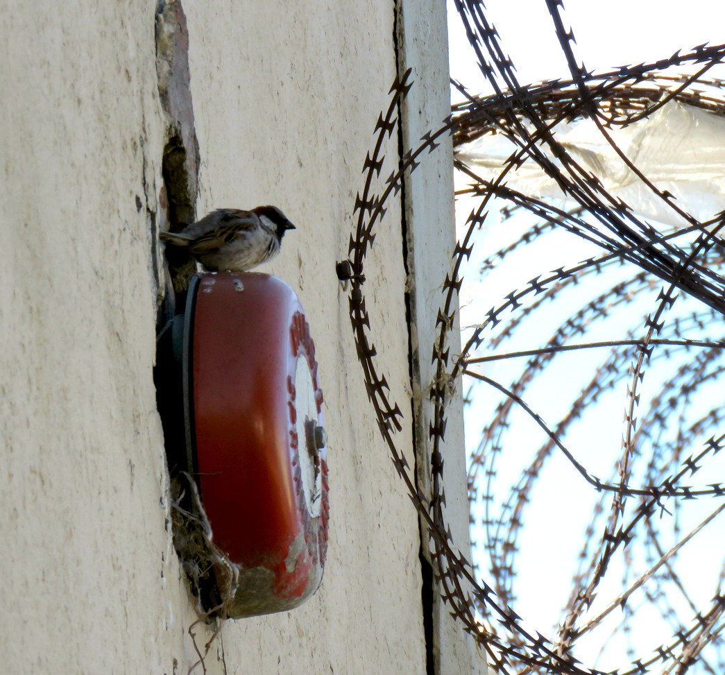 House Sparrow industrial biodiversity