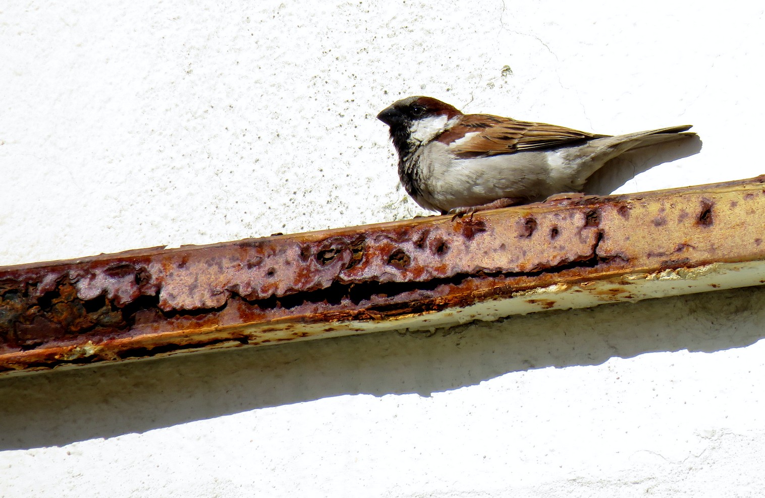 hOUSE SPARROW