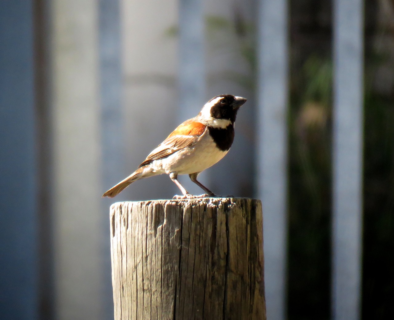 Cape Sparrow industrial biodiversity