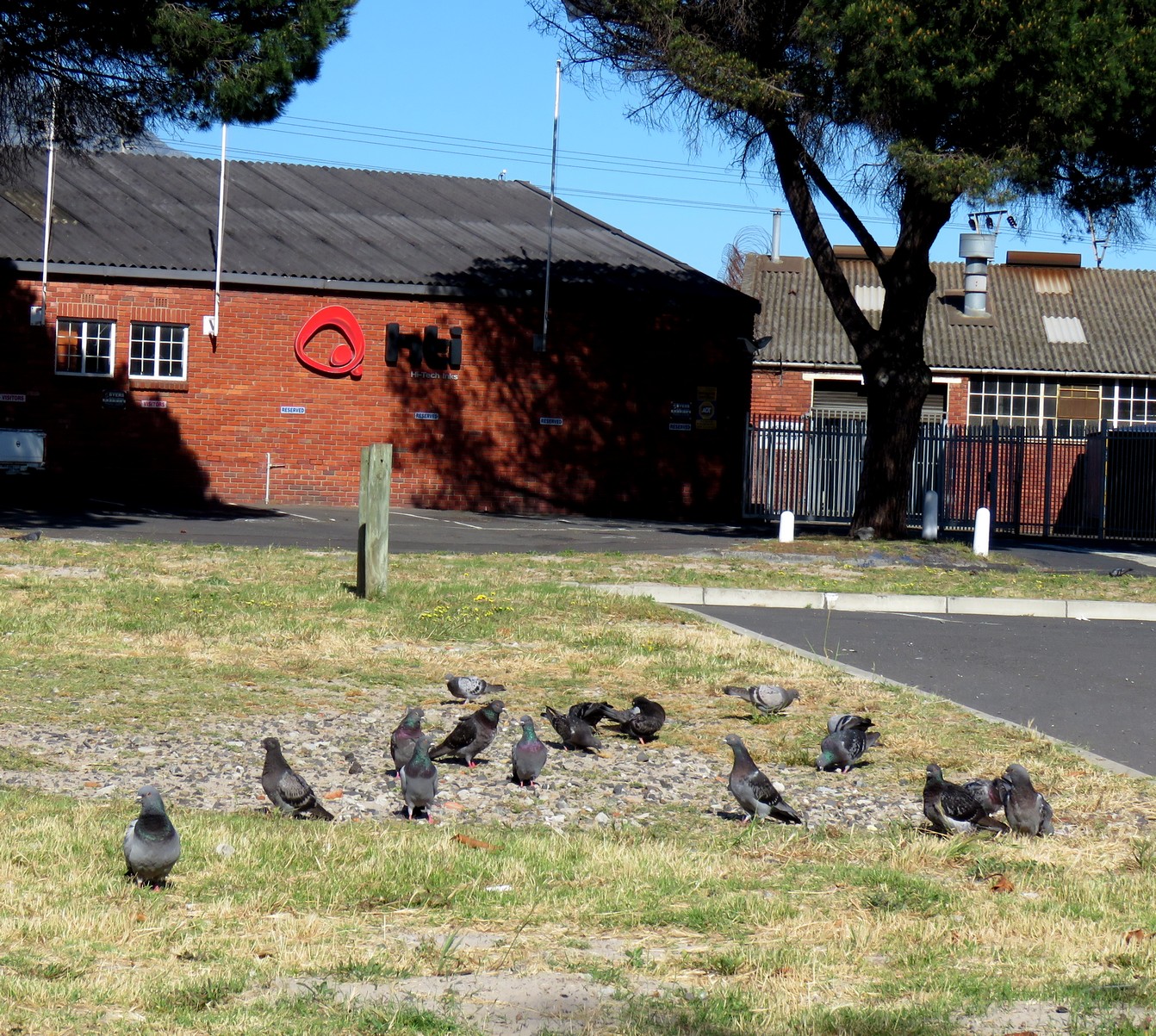 Rock Doves industrial biodiversity