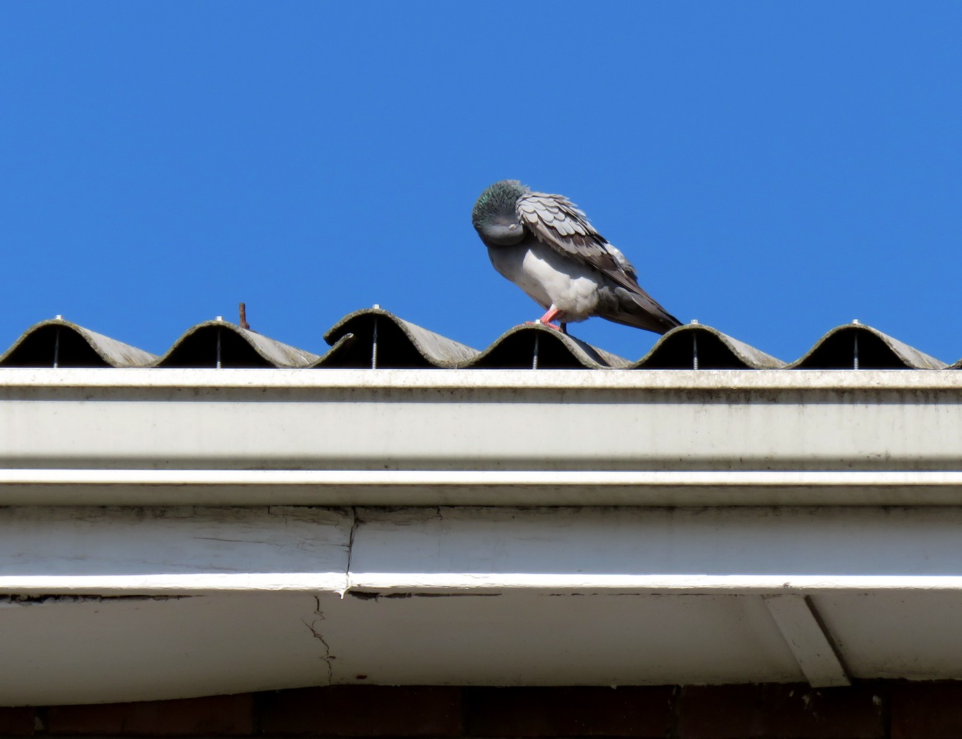 Rock Dove   Feral Pigeon