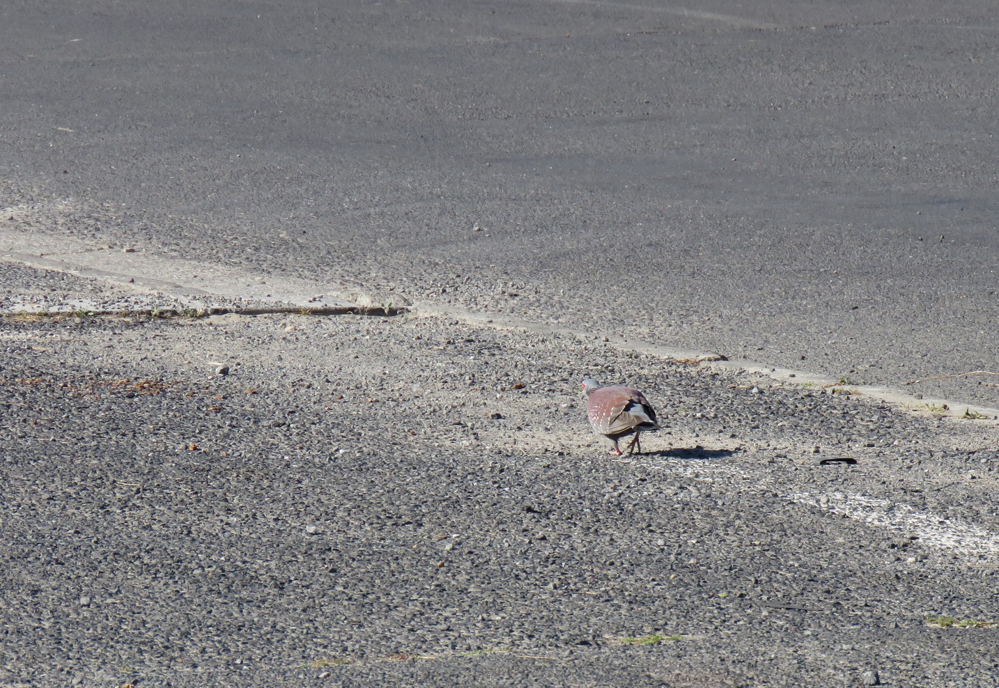 Speckled Pigeon