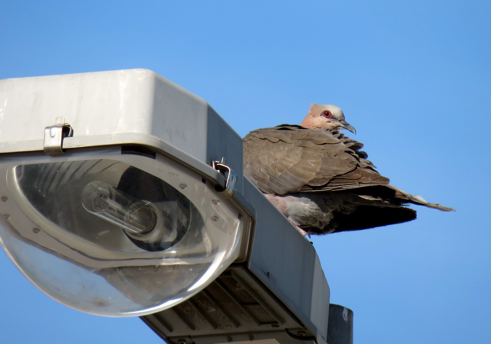 Red-eyed Dove industrial biodiversity