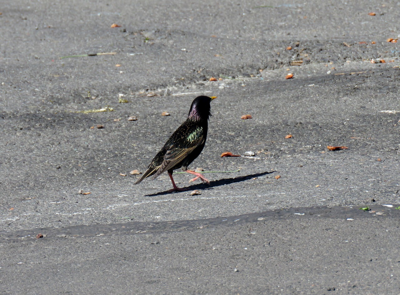 Common Starling industrial biodiversity