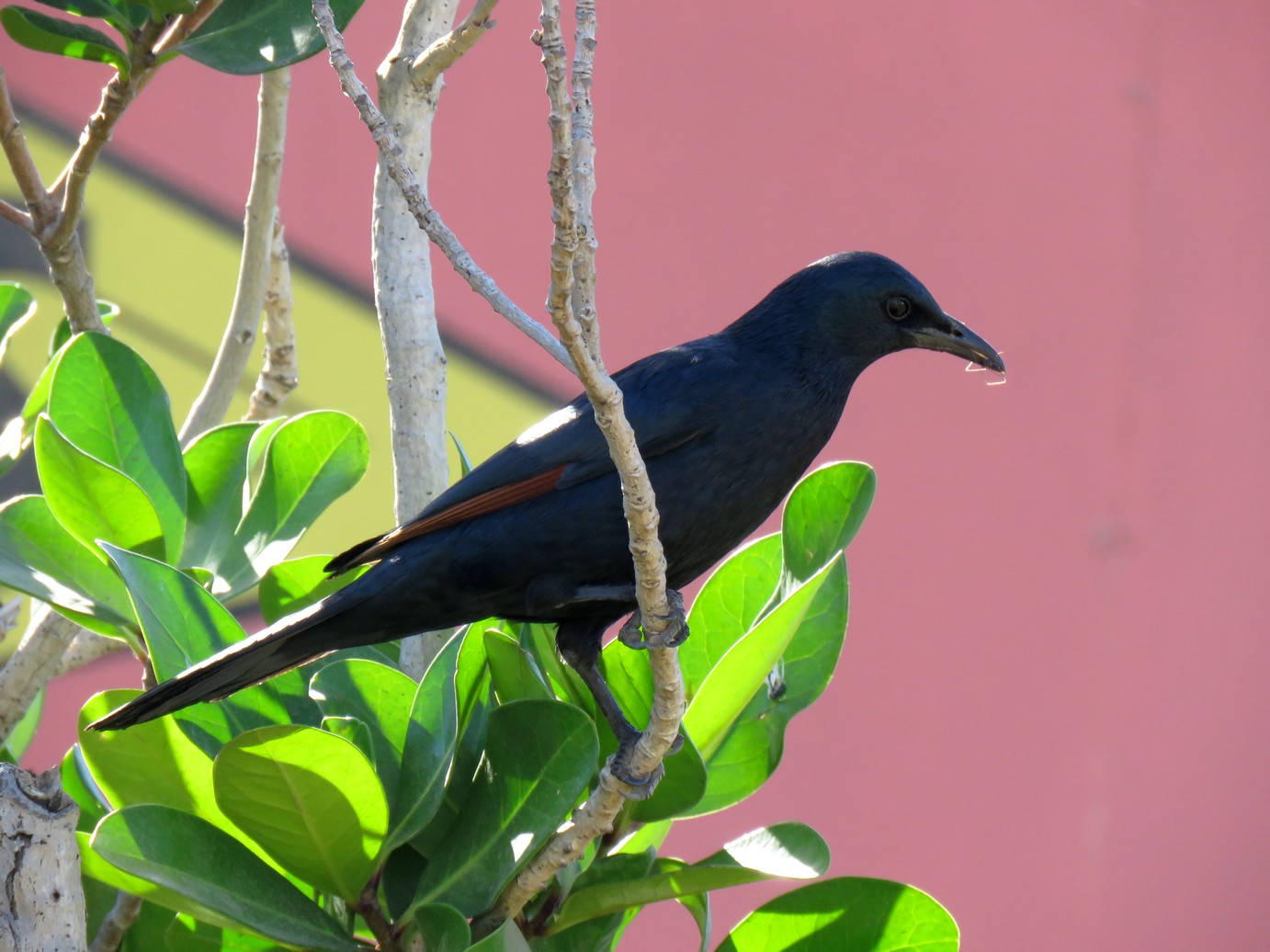 Red-winged Starling industrial biodiversity