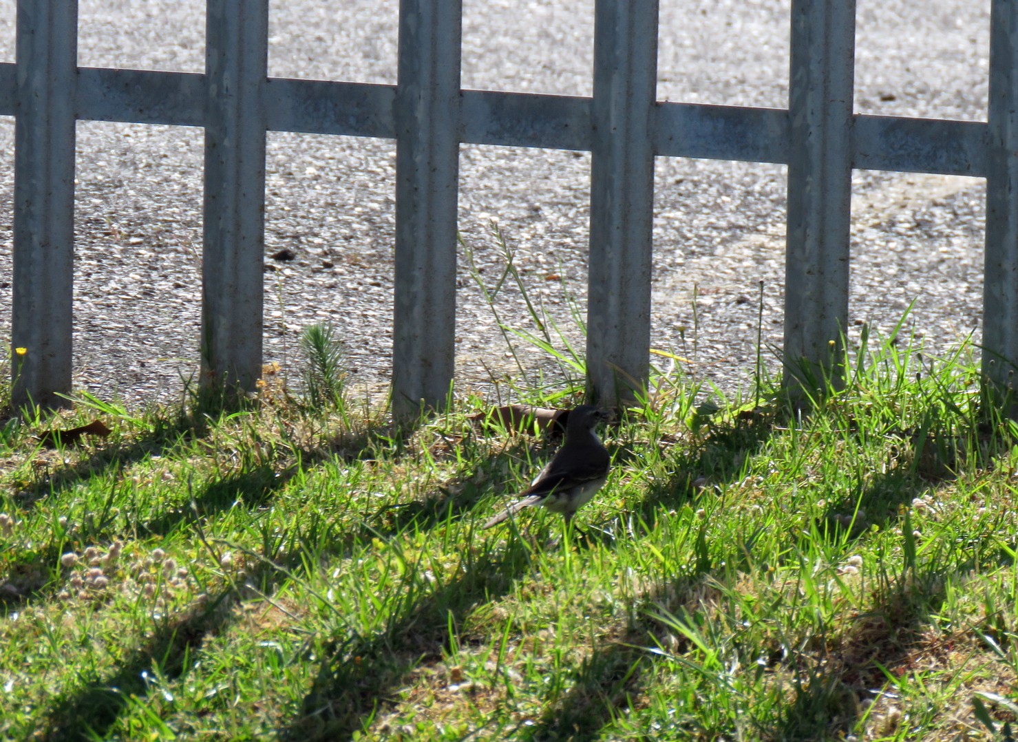 Cape Wagtail