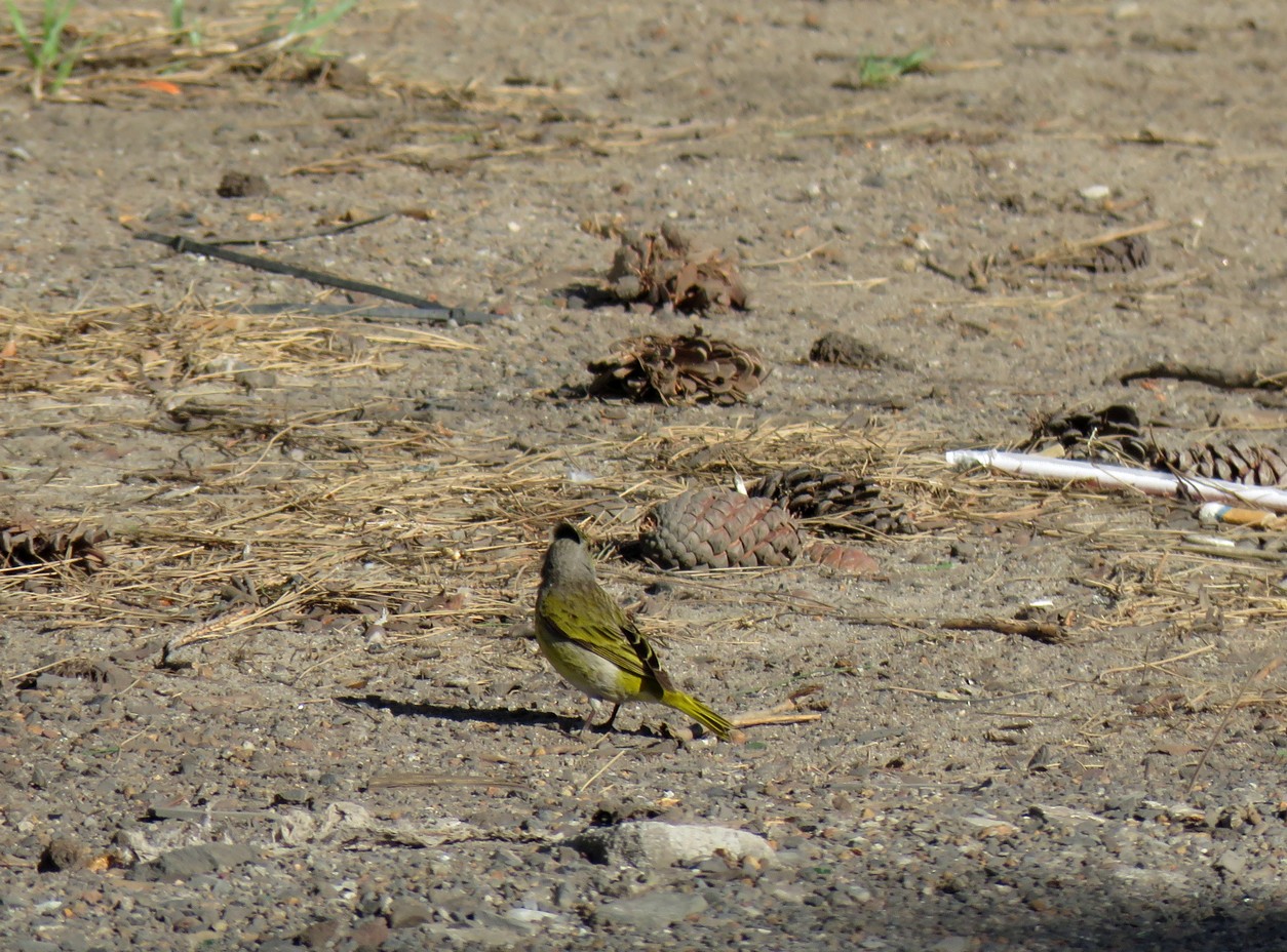 Cape Canary