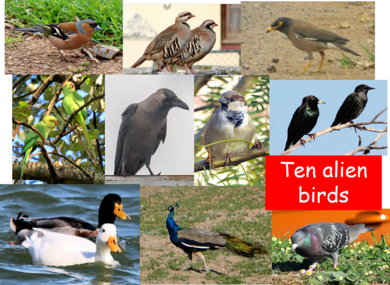 Alien opportunities: 10 bird species with feral populations in South Africa  | BDI