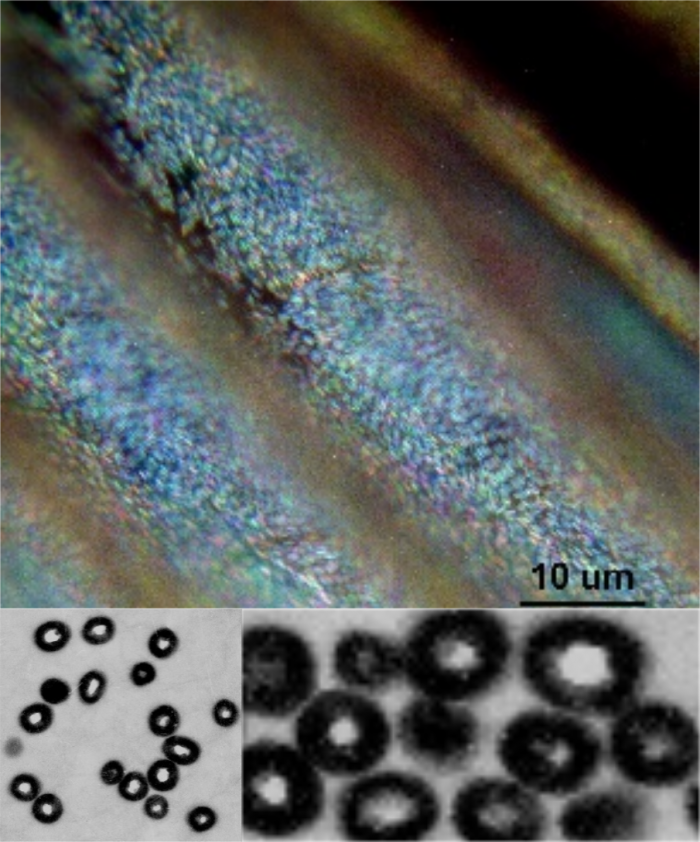 Fig.1. Iridescence of a Violet Woodhoopoe *Phoeniculus d. damarensis* captured through a light microscope (left) and central distribution (centre) and peripheral distribution (right) through a transmission electron microscope.