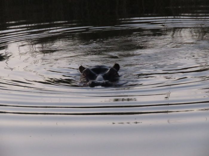 Hippopotamus, Seekoei River
