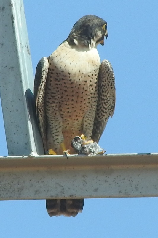 Peregrine 