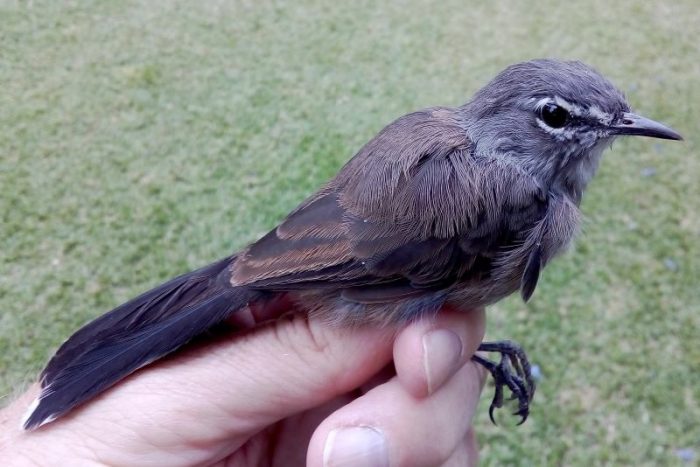 Karoo Scrub-Robin caught during bird ringing at Botuin