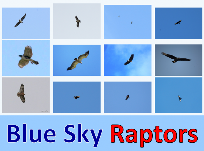 Blue Sky Raptors