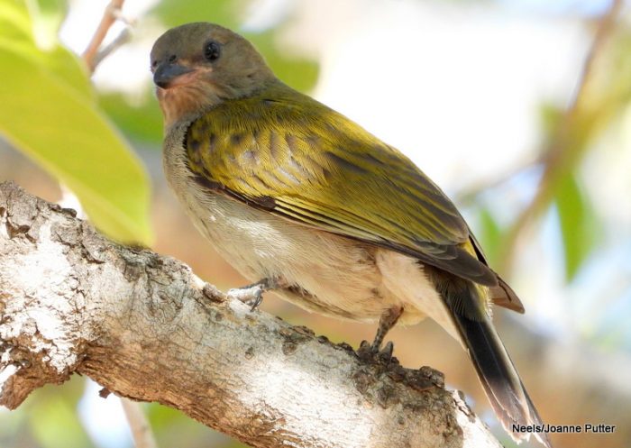 Lesser Honeyguide (c) Neels/Joanne Putter BirdPix record 116397