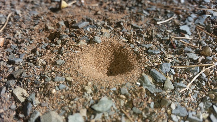 pit, possibly made by a species of Cueta or Myrmeleon