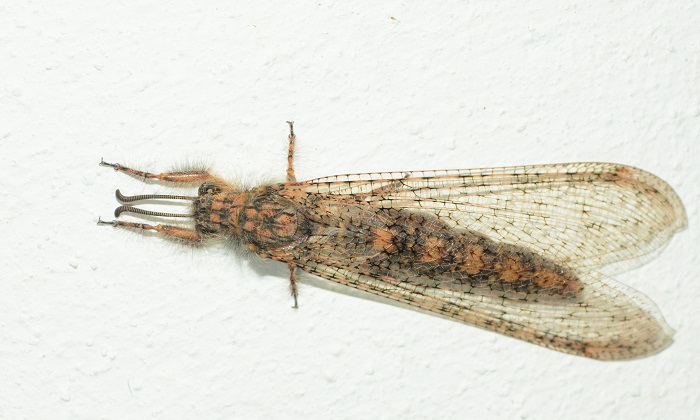 Centroclisis maligna in typical resting position of antlions