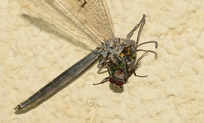 antlion feeding