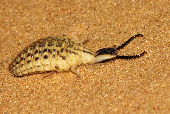 This is the larvae Glafrus oneili, typical of the antlions