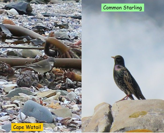 Cape Wagtail on left, Common Starling on right. Birds on the coastline of the Western Cape