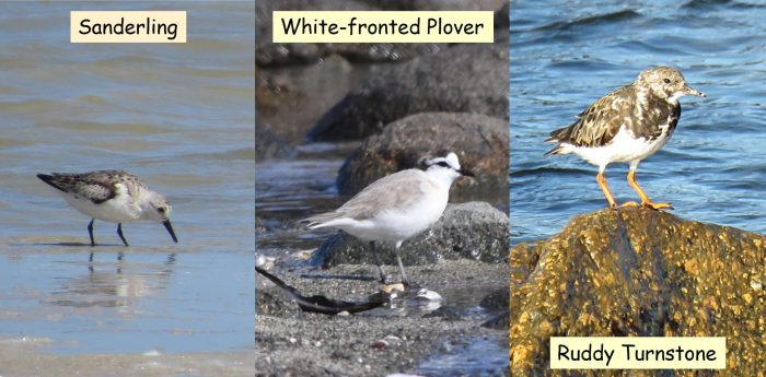 left to right: Sanderling, White-fronted Plover, Ruddy Turnstone