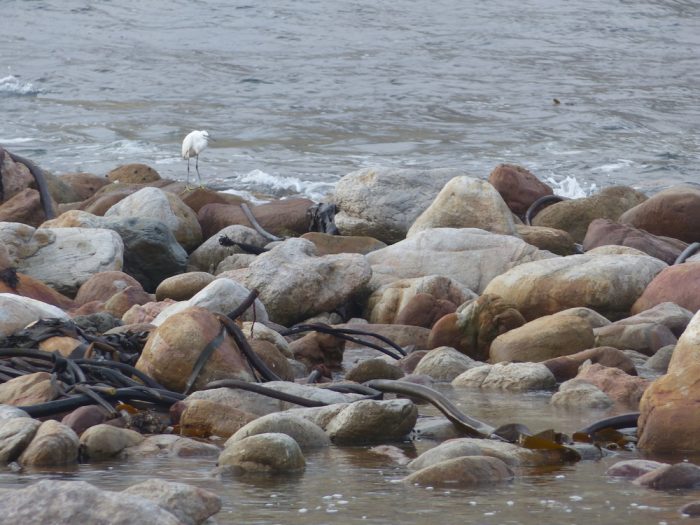 Little Egret Egretta garzetta on a rocky shore