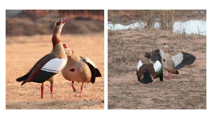 Egyptian Goose - British Waterfowl Association Species account for the  Egyptian Goose, Alopochen aegyptiaca.