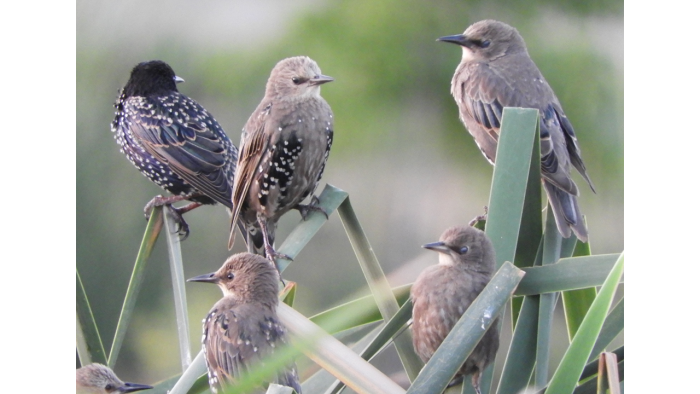 A flock of Common Starlings