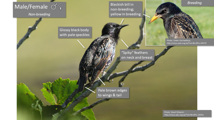Identification of adult Common Starling