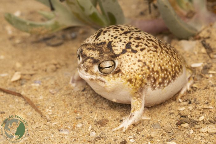 desert rain frog size