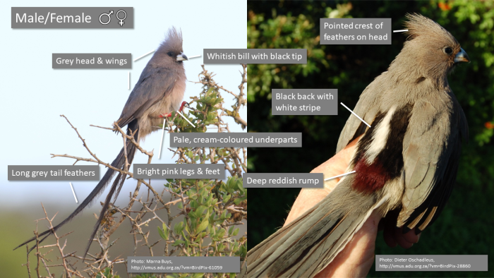 Identification guide to the White-backed Mousebird