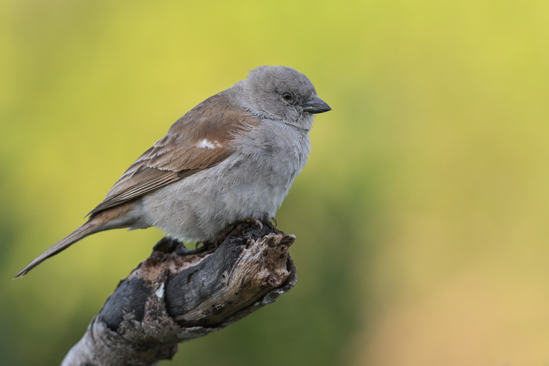 Southern Grey Headed Sparrow Passer Diffusus BDI