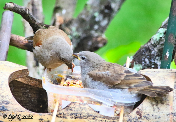 Southern Grey Headed Sparrow Passer Diffusus Bdi