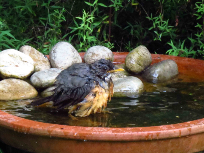 Olive Thrush have a splash in the bath
