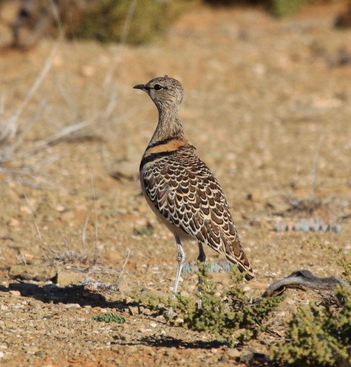 Doublebanded Courser (Rhinoptilus africanus) BDI