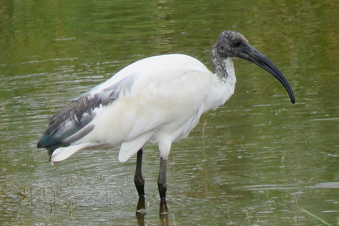 This is what an immature African Sacred Ibis looks like