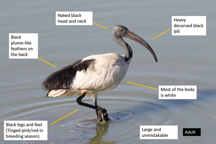 Identification of African Sacred Ibis