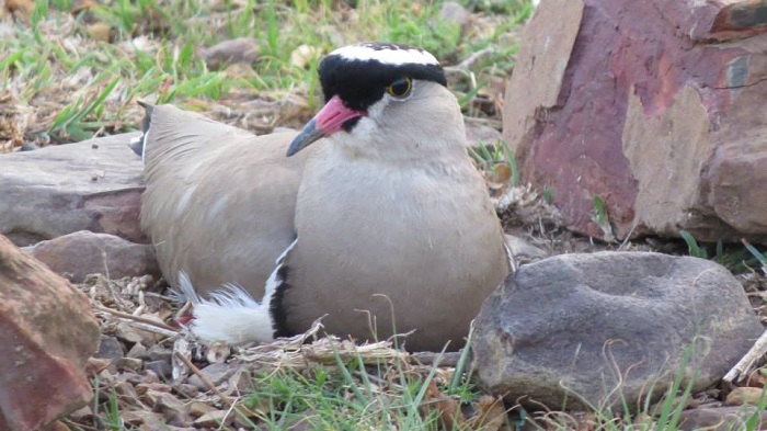 Incubating Crowned Lapwing