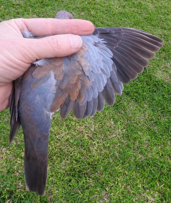Laughing Dove in moult
