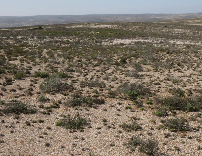 The birding habitats near Vanrhynsdorp include these rolling hills of quartz pebble 