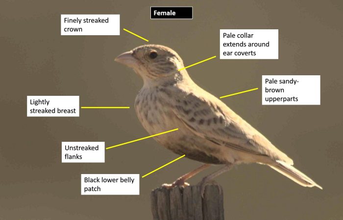 Grey-backed Sparrow-lark identification of female