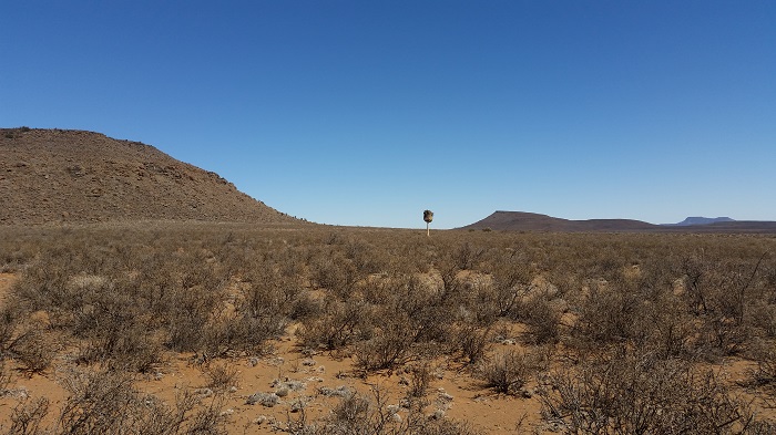 Habitat for Grey-backed Sparrow-lark