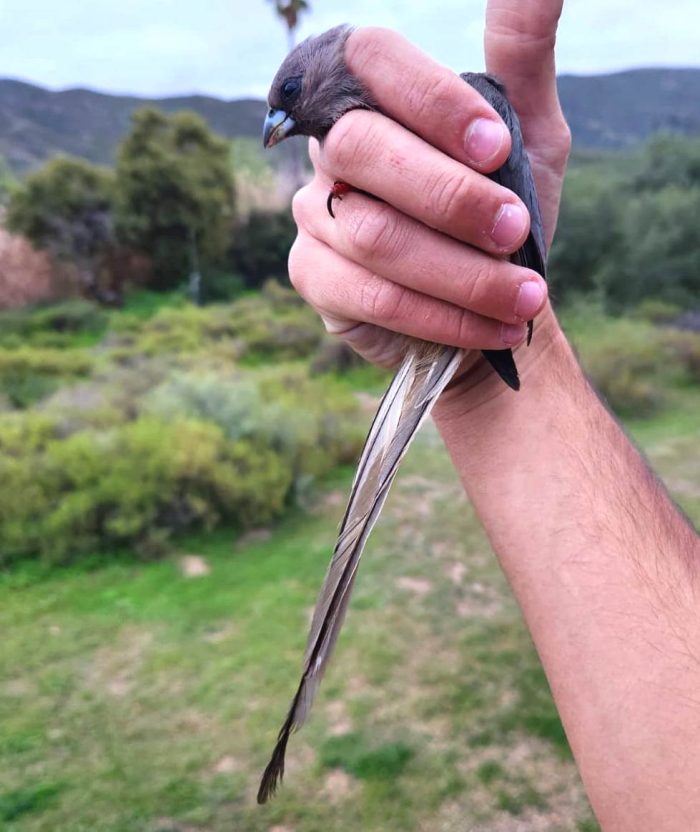 White-backed Mousebird : Bird ringing Ouberg July 2026