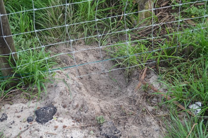 Cape Clawless Otter excavation