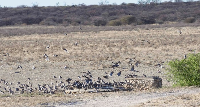 Figure 1: Doves drinking at Monamodi Pan. Photo: Julio de Castro.