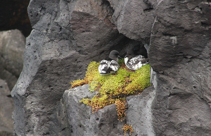 Figure 1: A pair of Pintado petrels nesting on a Crassula covered ledge on Marion Island.