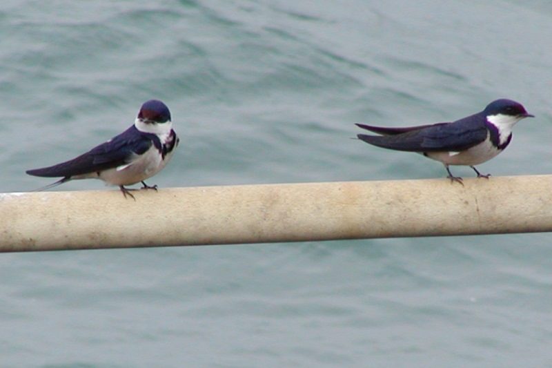 Pair-of-adult-White-throated-Swallows