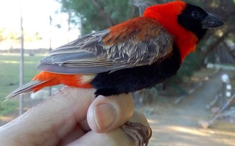 Southern Red Bishop