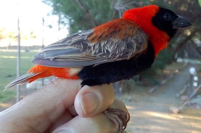 Southern Red Bishop