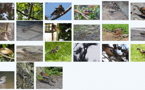 21 records of Common Chaffinch in BirdPix